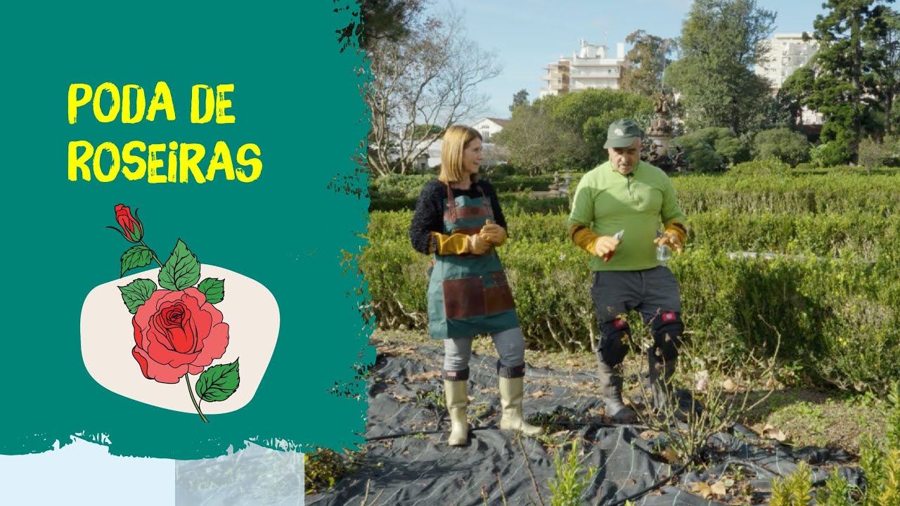 Poda de roseiras