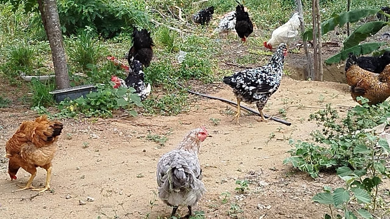 As franguinhas GSB estão ficando lindas