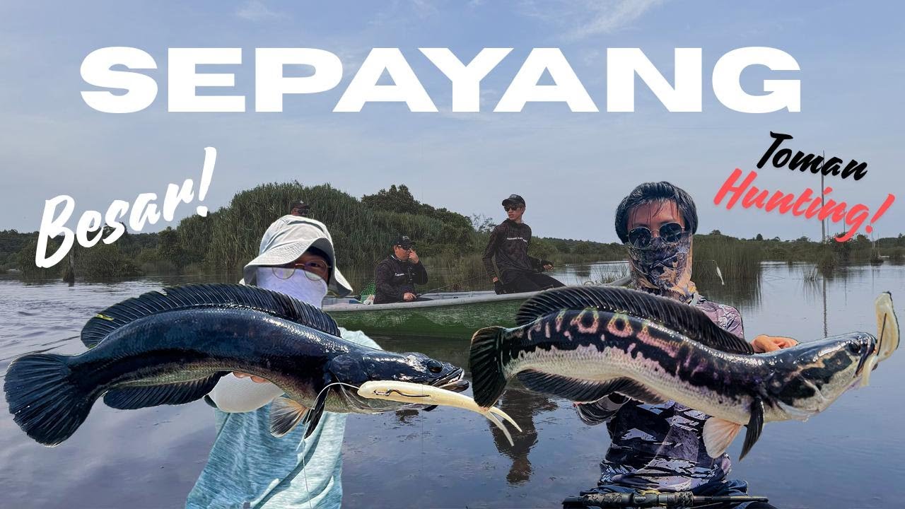 Casting Toman in Sepayang?! | Sepayang Fishing | Malaysia Fishing