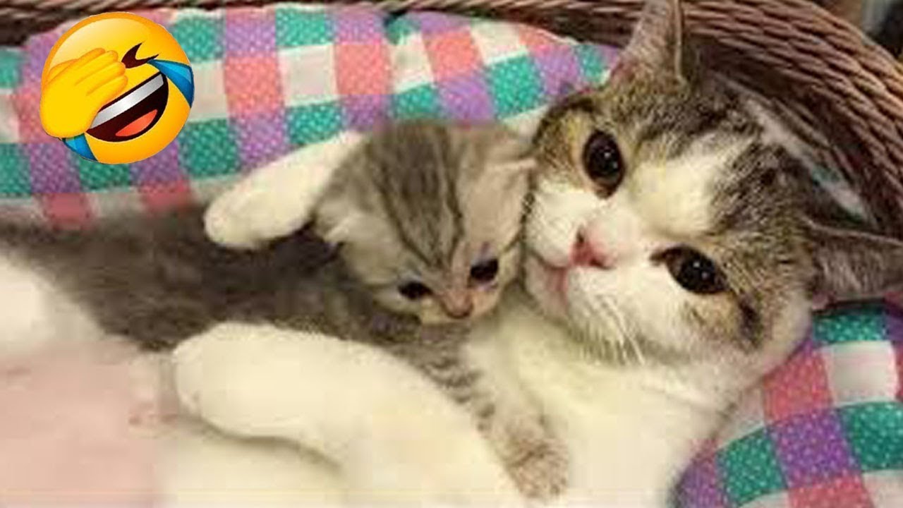 話題の面白い動物たち 😍🤣 2025年の最高に笑える犬と猫たちの動画 😹🐶