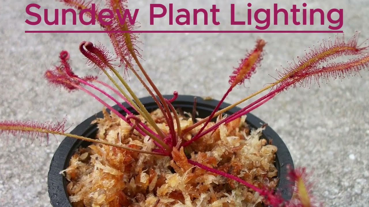 Benefits of Sundew Plants| Lighting for Plants