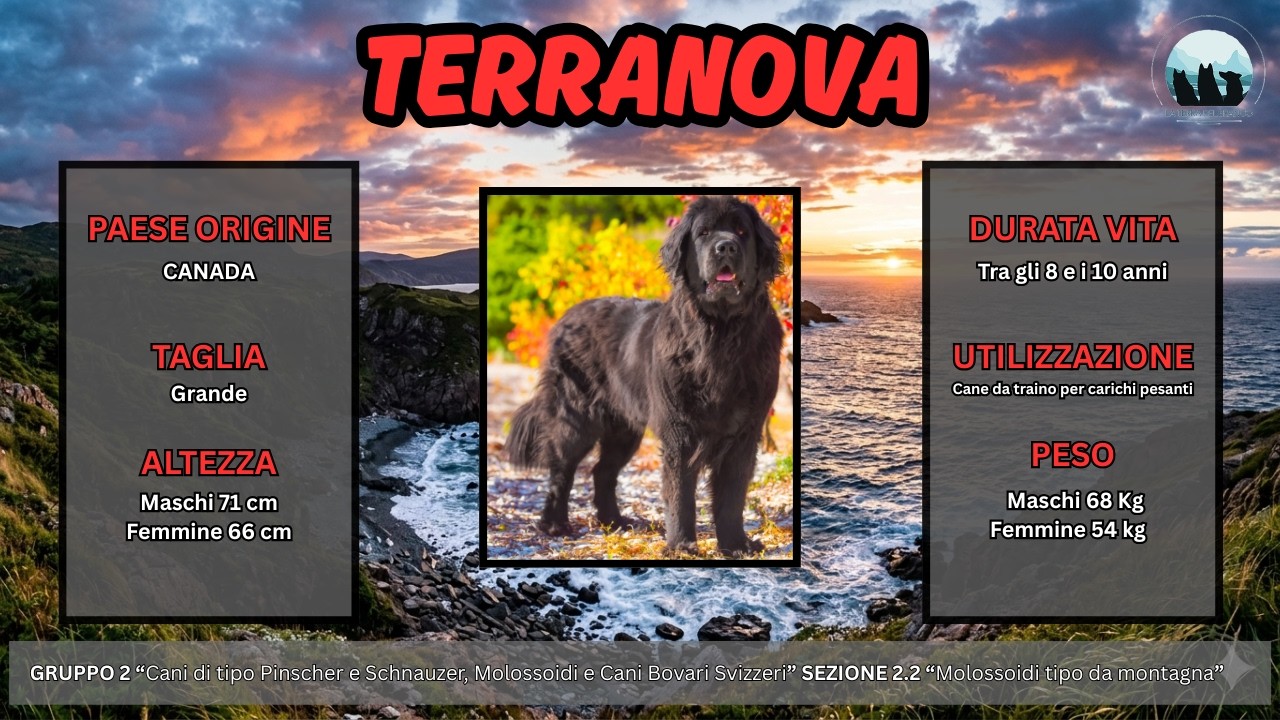 TERRANOVA - SCOPRIAMO LA RAZZA