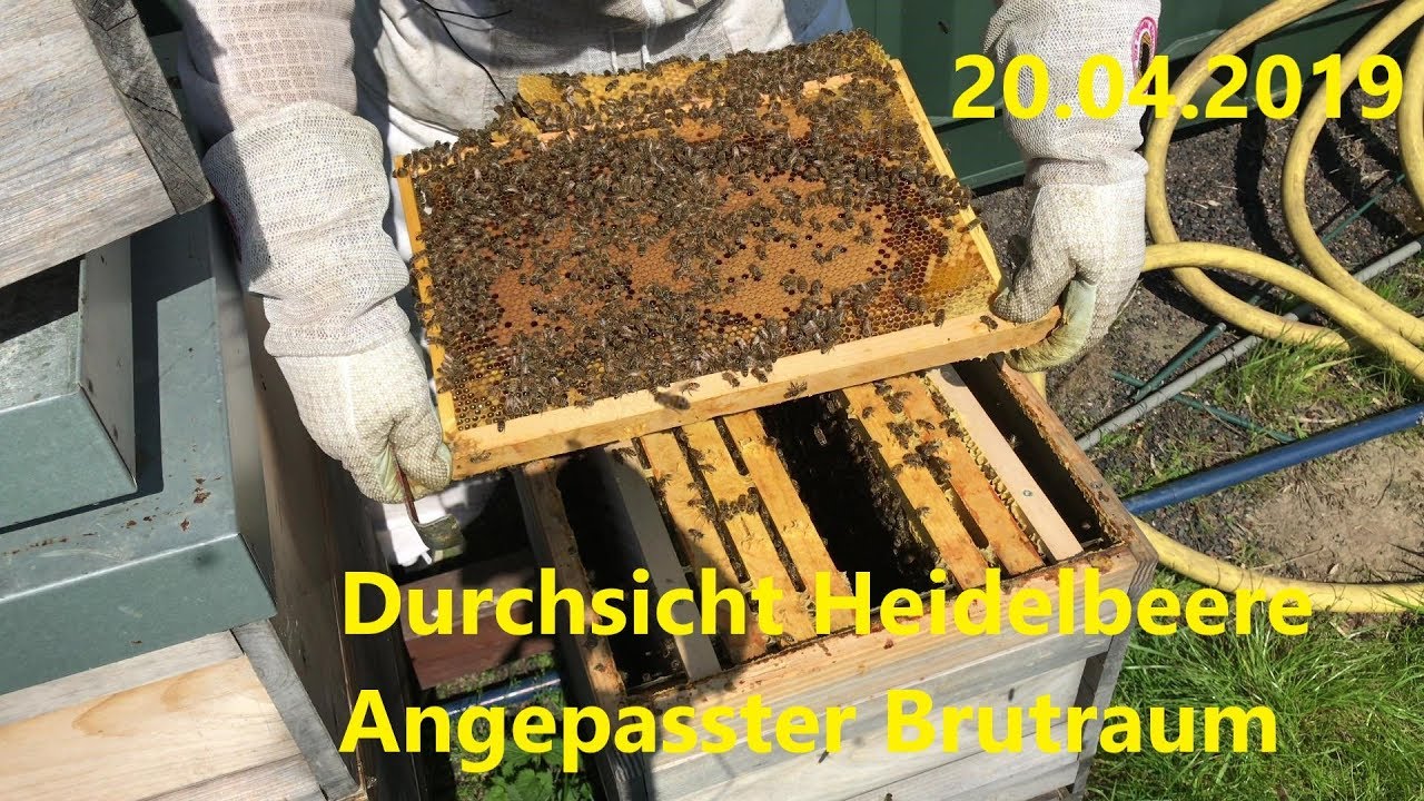 Durchsicht Heidelbeere, Angepasster Brutraum, 20.04.2019 *4K