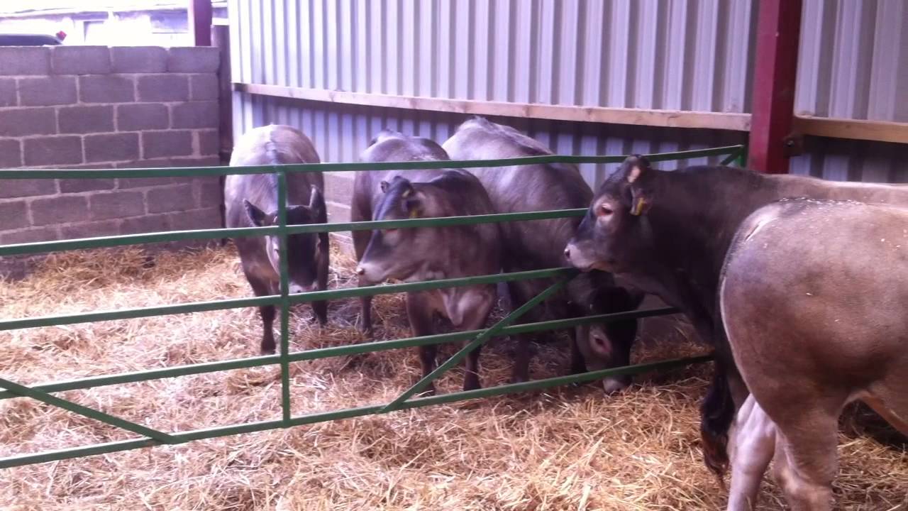 Bazadaise Cattle Society Open Day 4th May 2013 - video 1