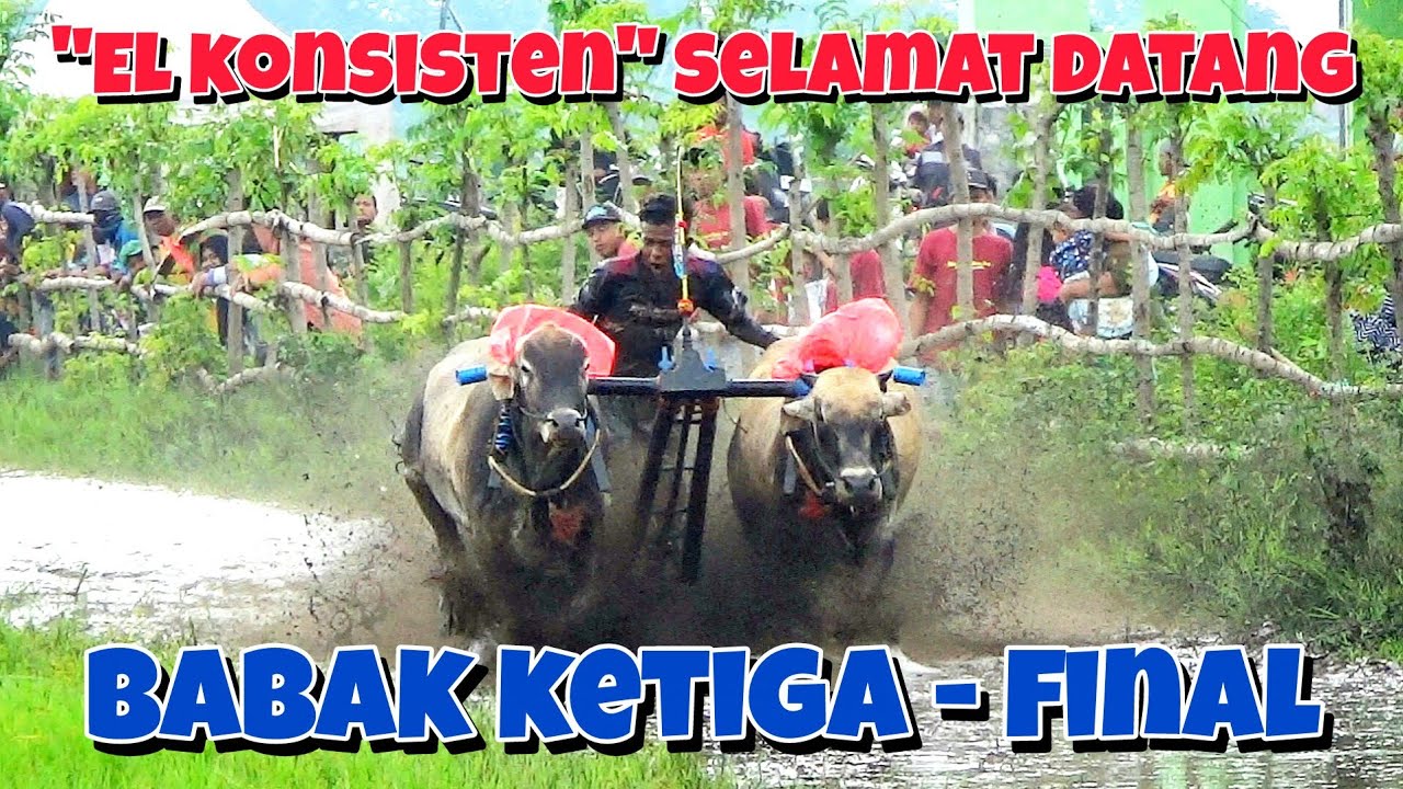 BABAK KETIGA SAMPAI FINAL KARAPAN SAPI BRUJUL 8 FEBRUARI 2026