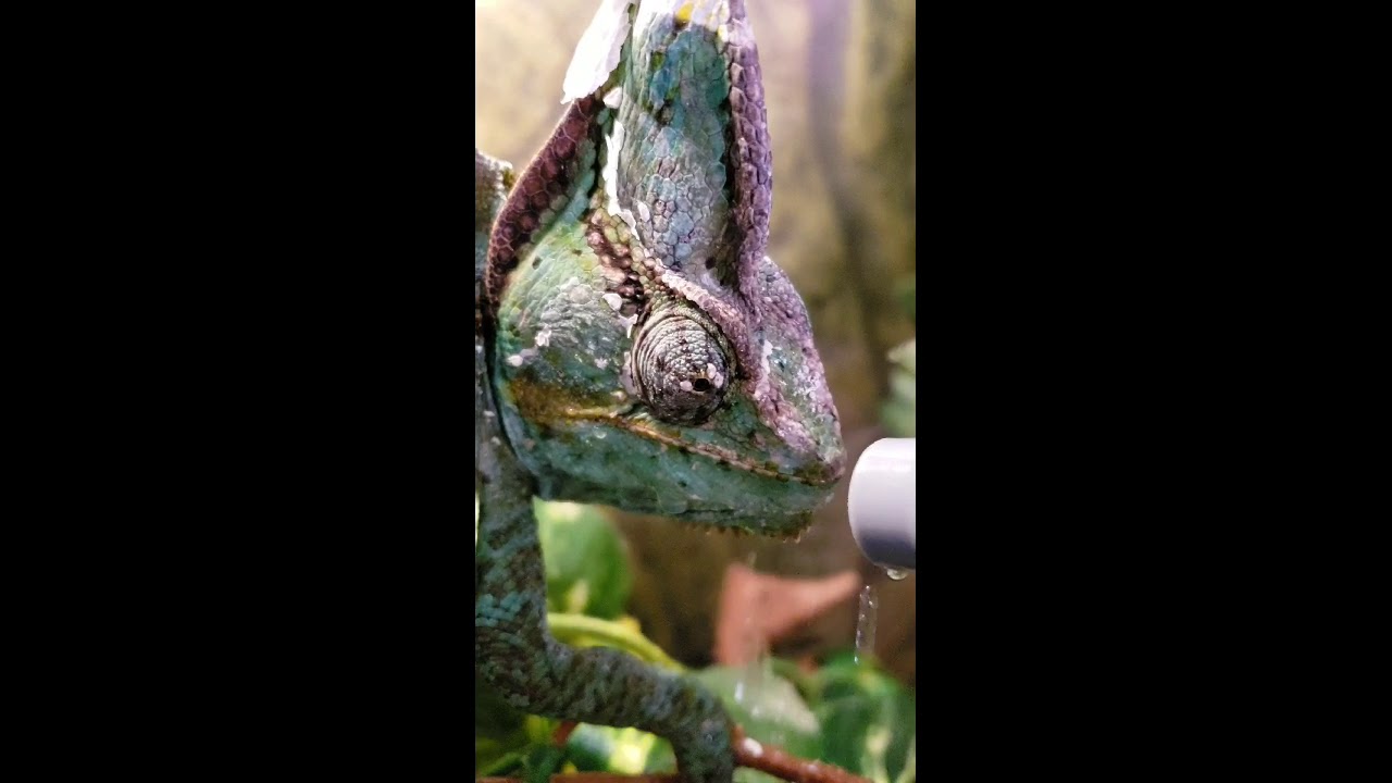 Veiled chameleon loves drinking water from squirt bottle