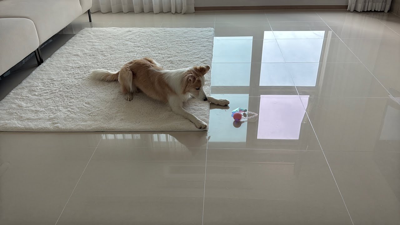 보더콜리에게 움직이는 장난감이란..?