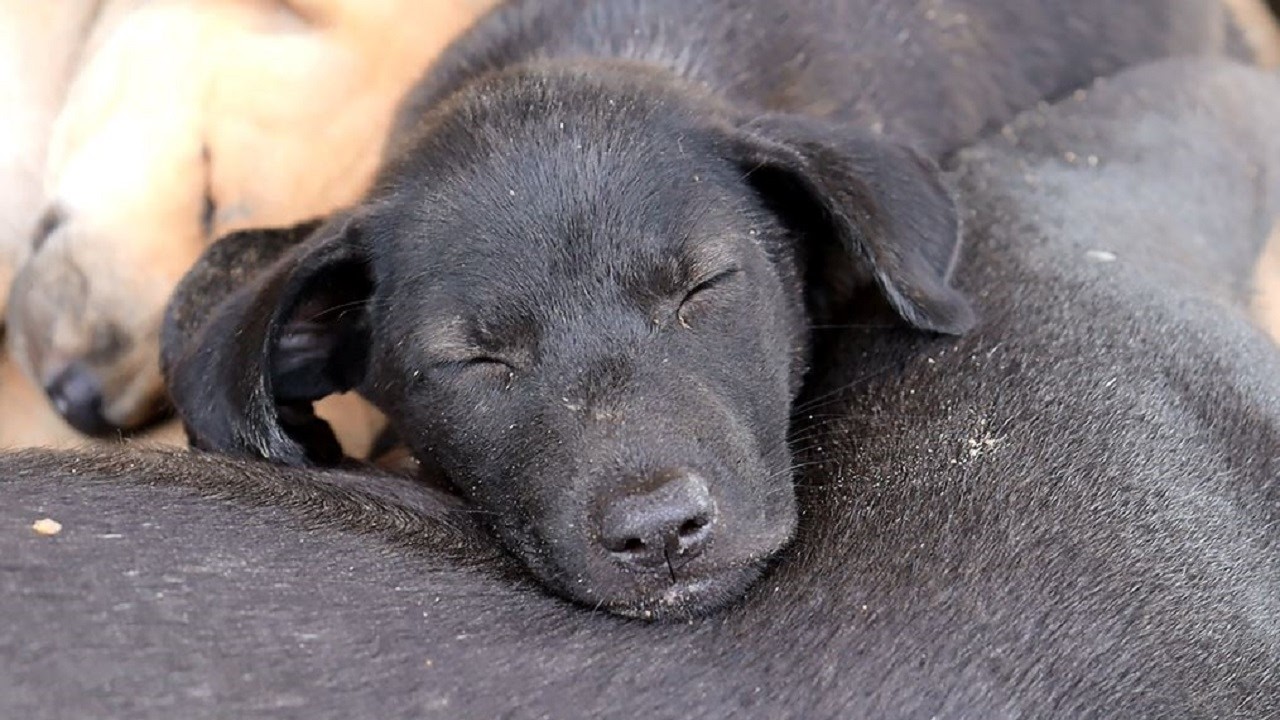Watch These Puppies Sleep on Mom After Milk Time 🐾😊