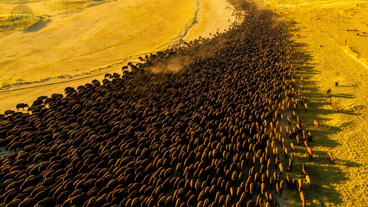 Американские БИЗОНЫ | История Самого ЖЕСТОКОГО Истребления.