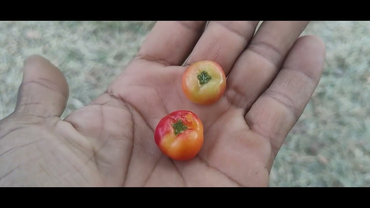 TUR PELAS FRUTÍFERAS PARA DESCANSAR NO SONHO DO SÍTIO ESTÃO TUDO LINDO