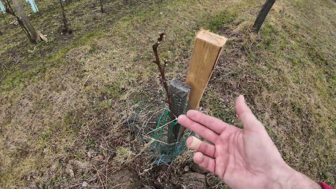🔥 Jarní řez broskvoní – Tajemství velké a šťavnaté úrody! 🍑✂️