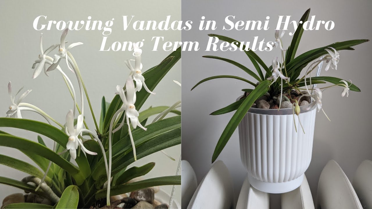 Growing Vanda Orchids in Semi-Hydro | Long Term Results (2 Years) in Semi-Hydroponic Grow System