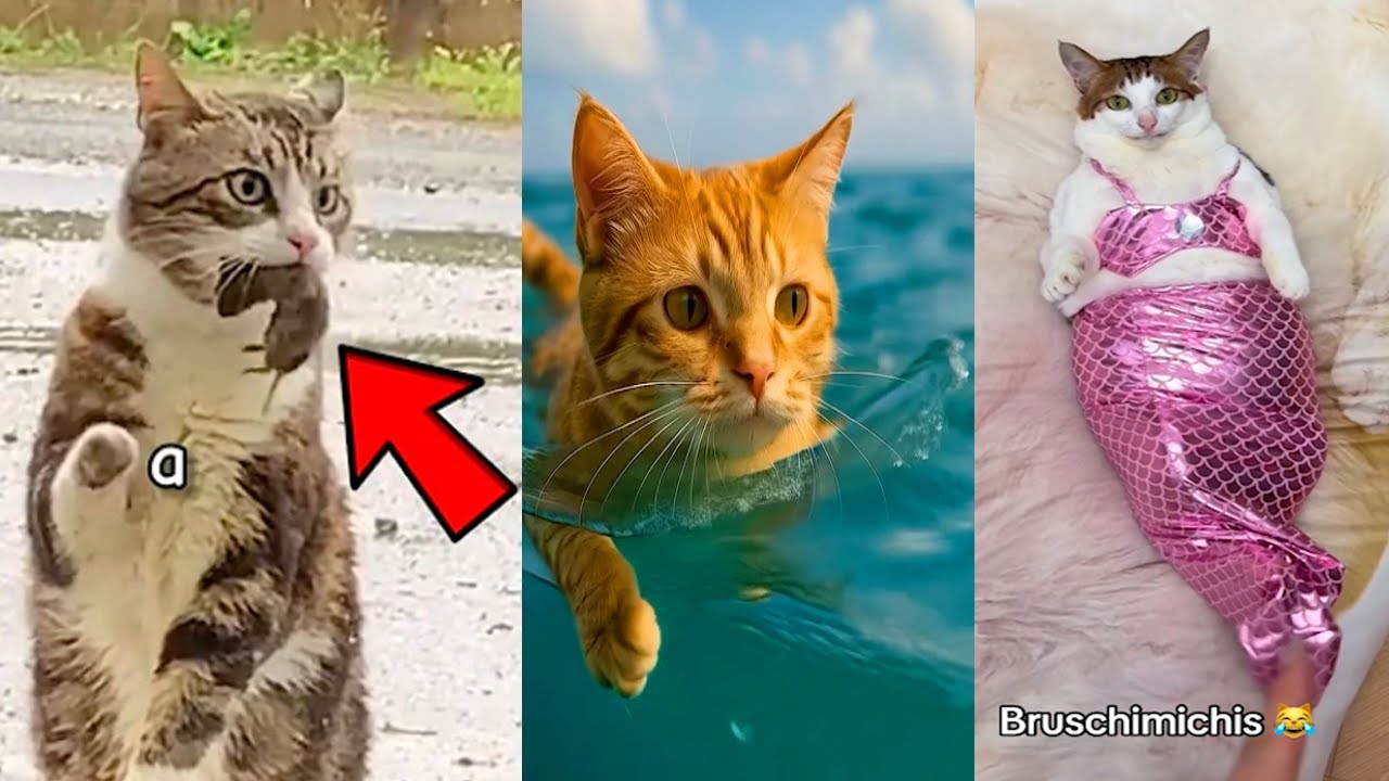 Los Bruschimichis 😹 | 10 Horas con los GATOS MÁS DIVERTIDOS del MES — Ríe Sin Parar con Sus Locuras