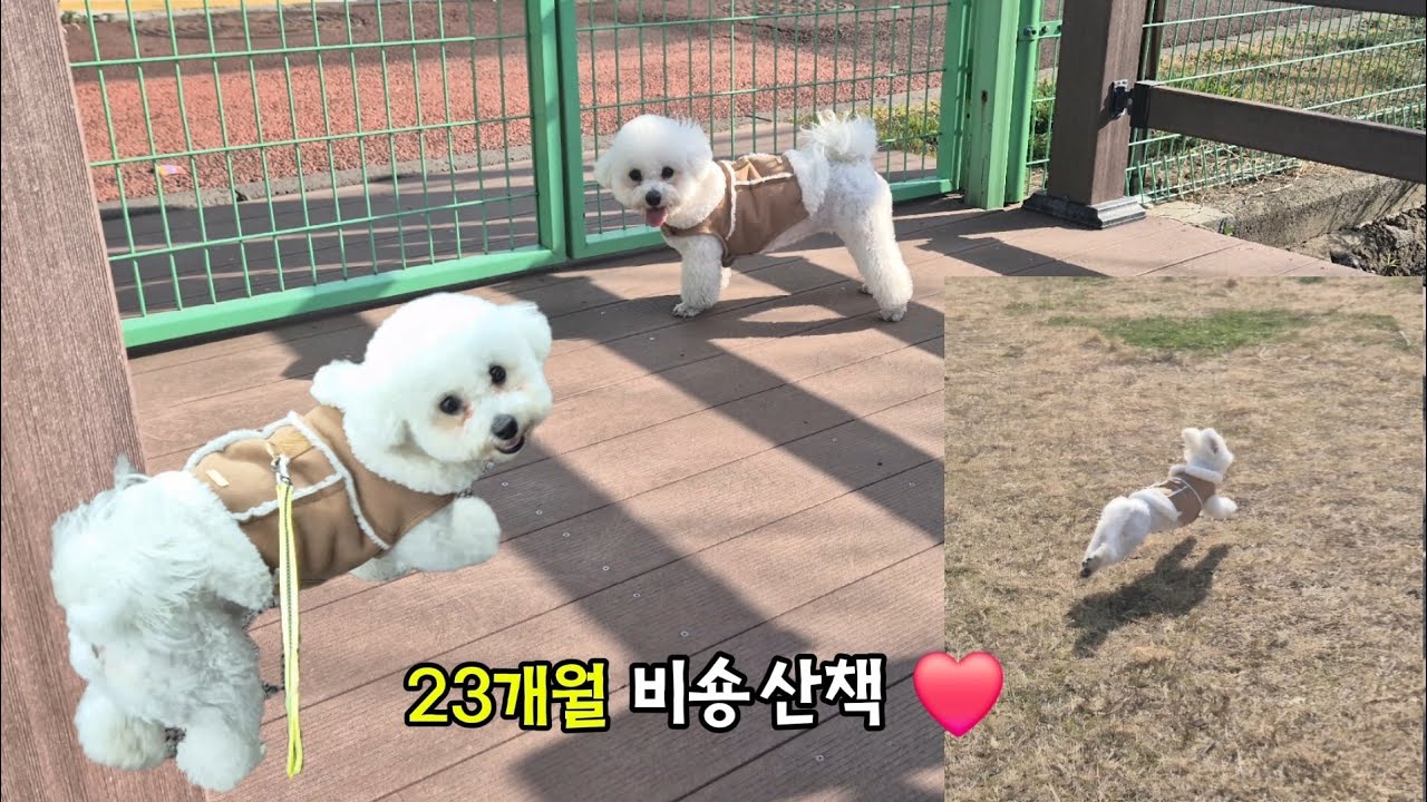 23개월 비숑의 산책 기록 🌿걷고 쉬는 3일의 일상