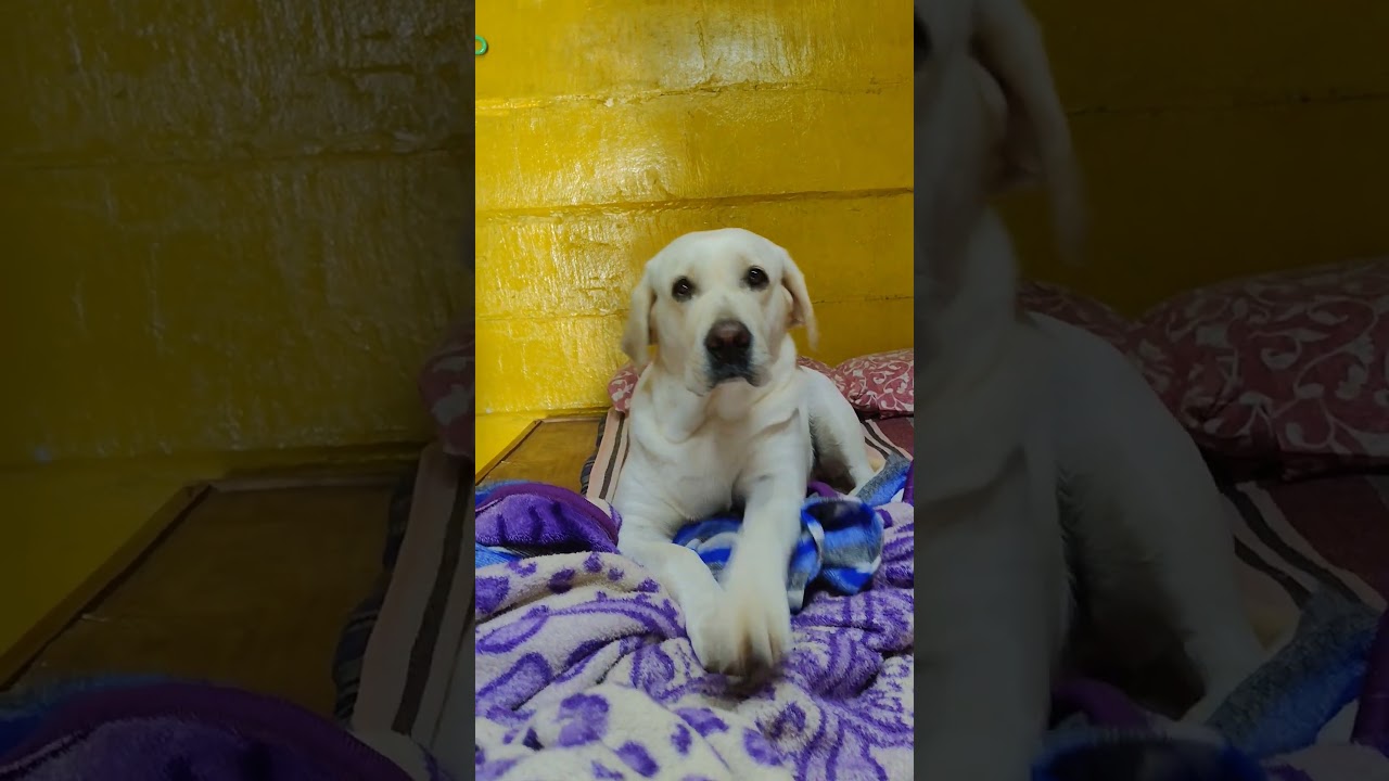 dog foneey 