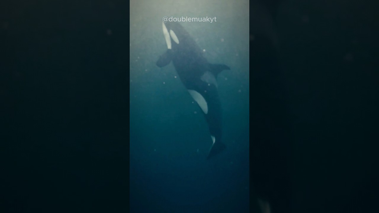 Orca | The Killer Whale #shorts