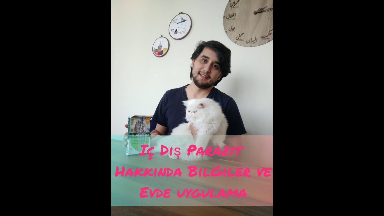 KEDİLERDE İÇ-DIŞ PARAZİT HAKKINDA BİLGİLER/EVDE İÇ-DIŞ PARAZİT UYGULAMASI/ KEDİ SAĞLIĞI /İRAN KEDİSİ