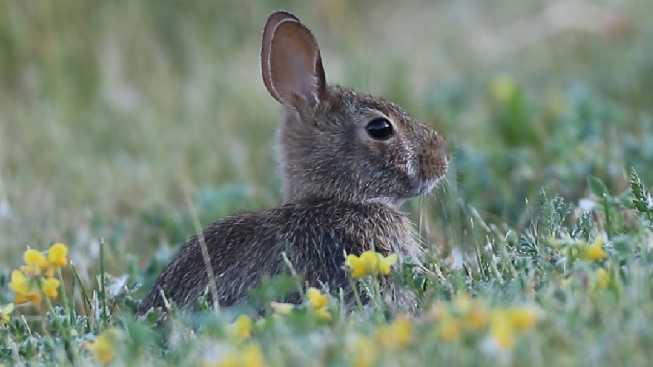 Close-up Videos of Rabbits Eating In The Wild | Eastern Cottontail Bunny Rabbit | Baby Mammal