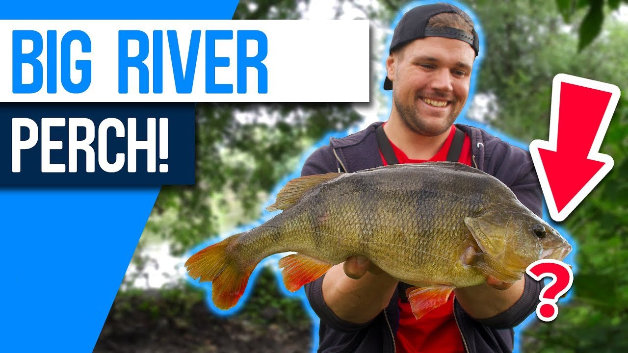 I Can't Believe what I caught this MASSIVE Perch on!!