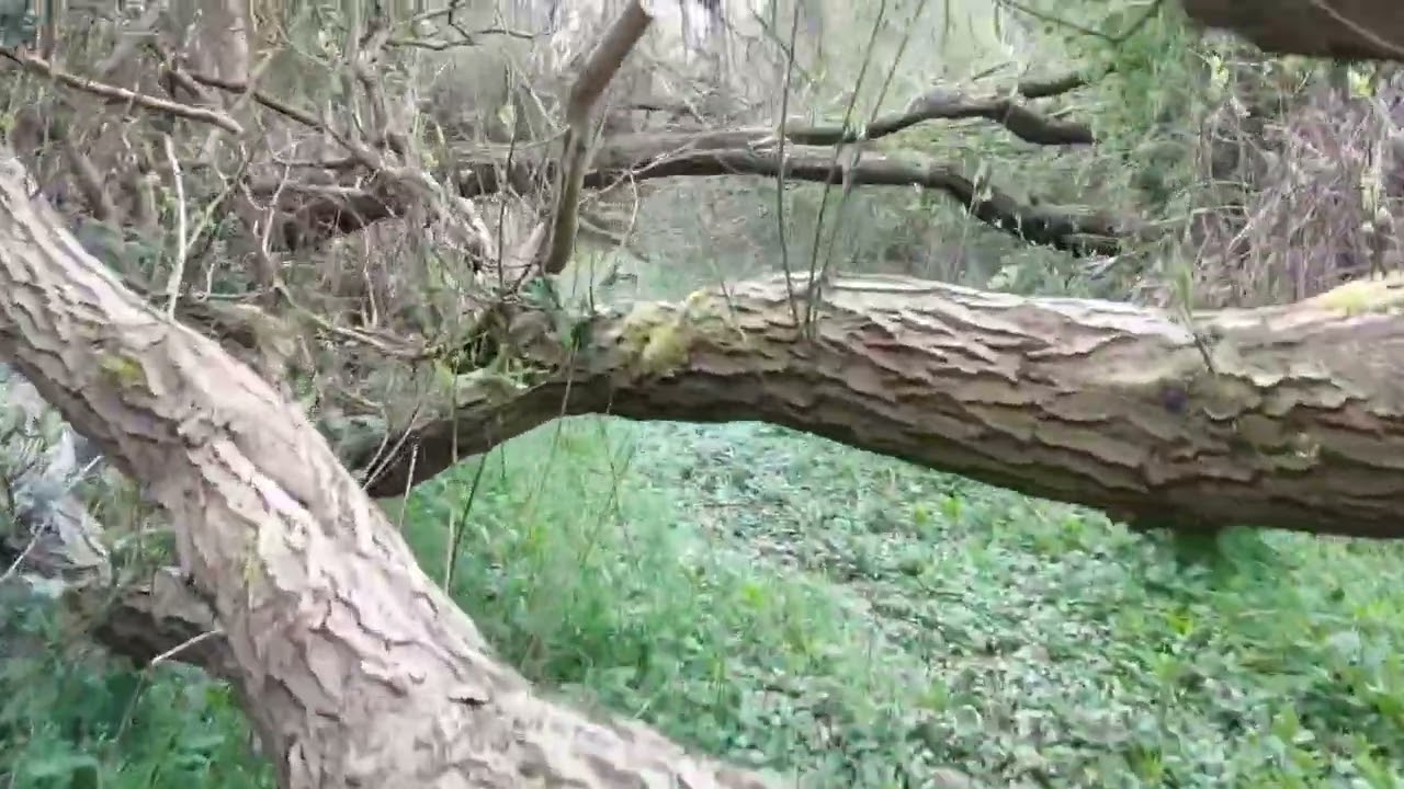 Rugley Bridge - Alnwick and Cornhill Railway and future Borderline Greenway?
