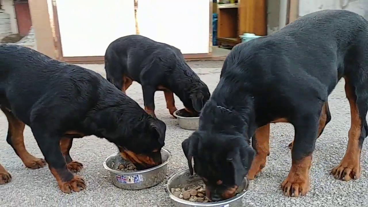 HOW TO PREPARE MEAL FOR PUPPIES