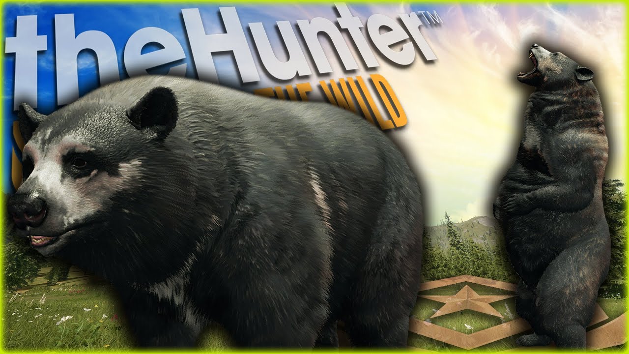 We Hunted 2 Great One Black Bear In 3 Days! Call of the wild
