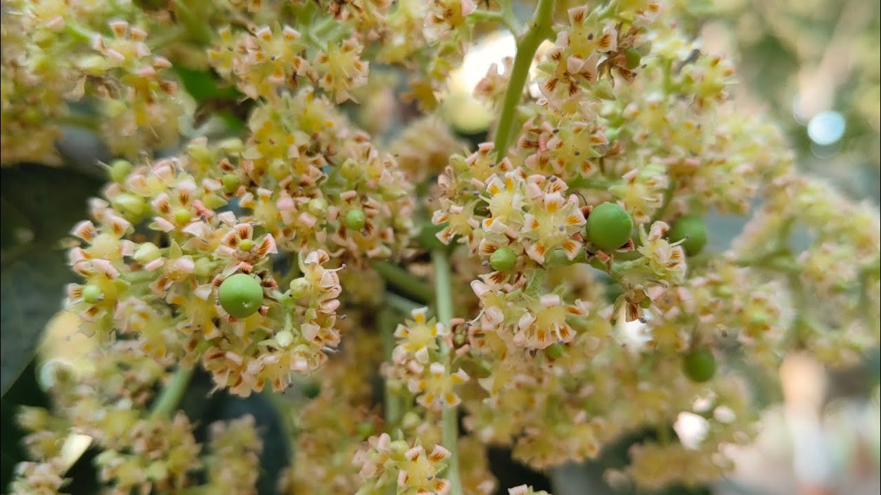 कुदरत जब देती है तो छप्पर फाड़ के देती है, Flowering season, fruits setting in mango 🥭plants, farmer