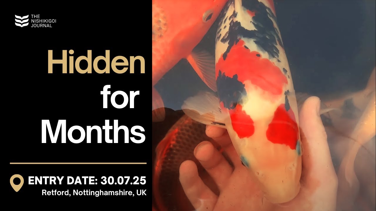 Unseen Koi Stash Revealed – Plus a Massive Pond Reorganisation! | N.I.J. | Ep#105