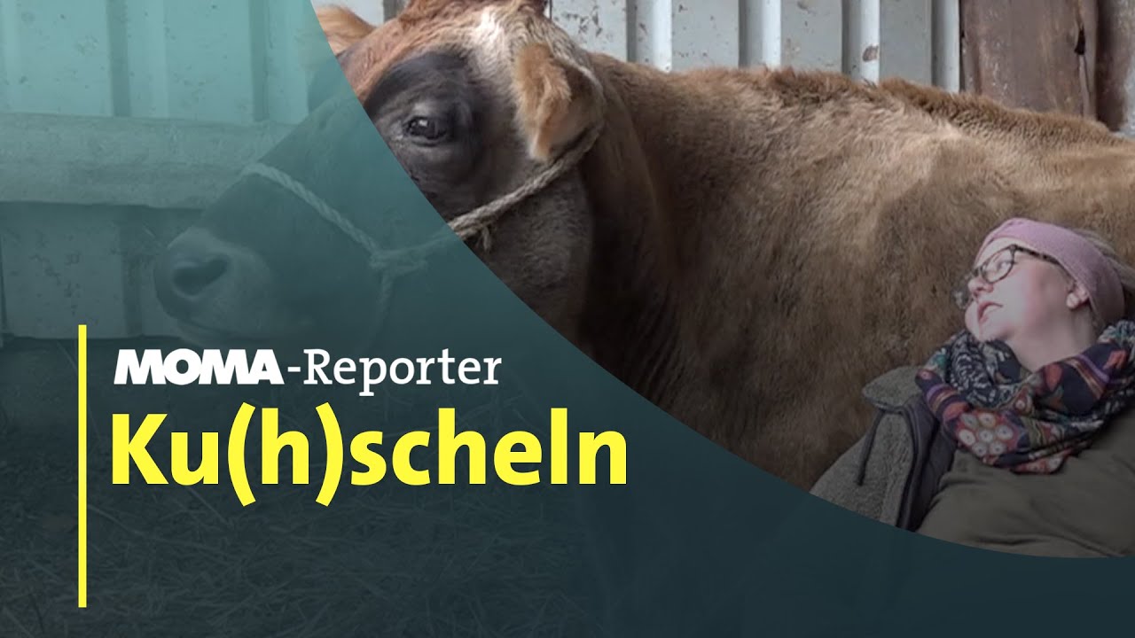 Mit K&uuml;hen kuscheln | ARD-Morgenmagazin
