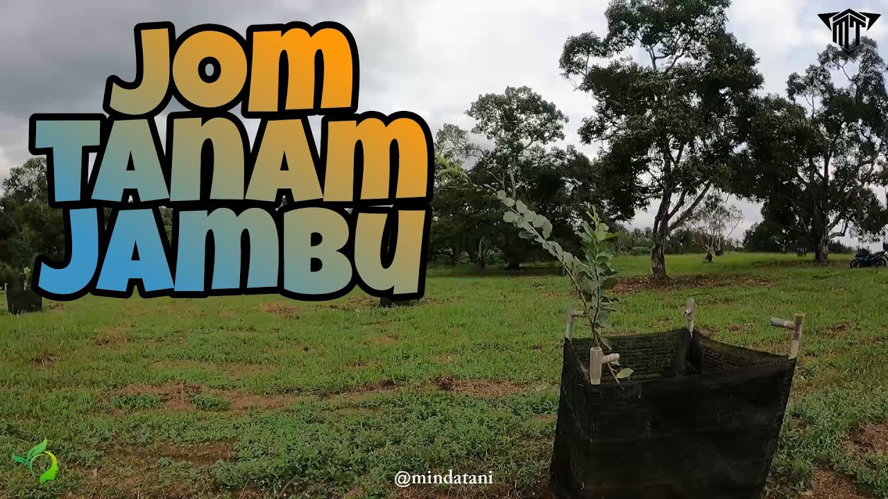 Tanam Jambu Lohan sbg Pembangunan TUNAS