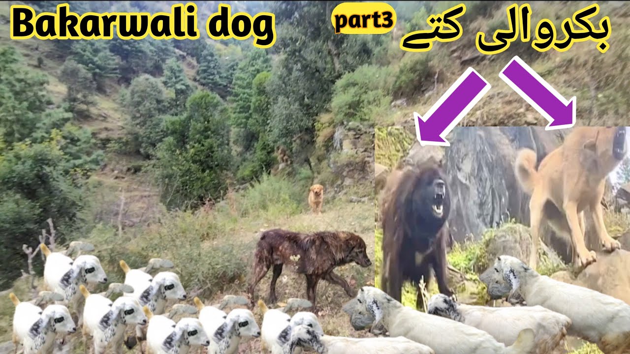 Bakarwal Dog | Bakharwali Dog puppy | Best Guard Dog | Bakarwal dogs in Pakistan | Best Dogs | doge