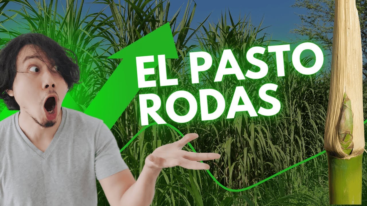 &iquest;Por qu&eacute; el pasto Rodas es el mejor para tu ganado?