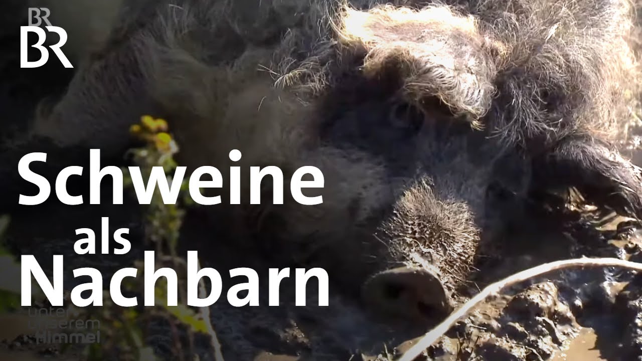 Geschichten aus dem Oberen Innviertel: Landwirte, Metzger & Uhrmacher | Unter unserem Himmel | BR