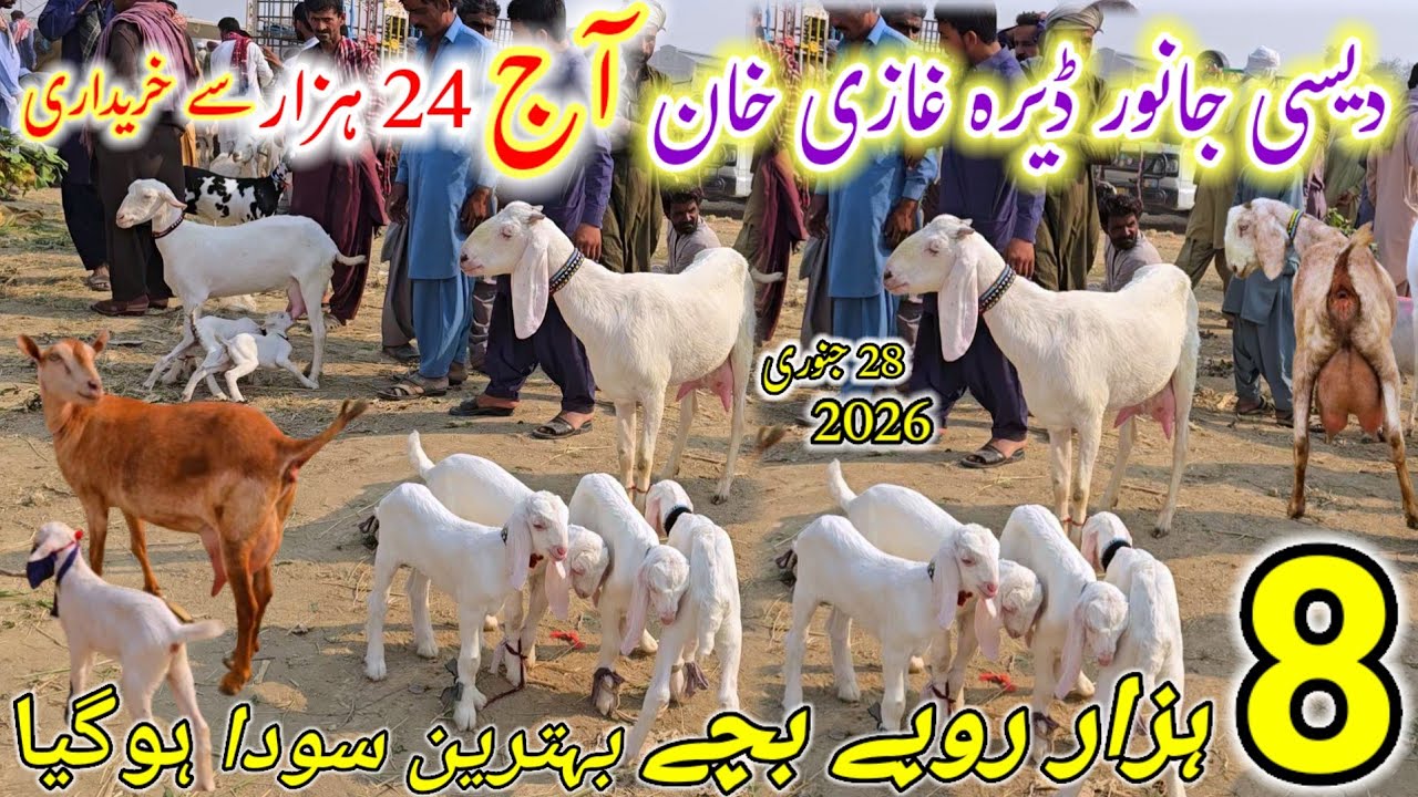 28 January 2026 Desi Janwer Mandi Dera Ghazi khan Complte Visit پاکستان پنجاب کی سستی بکریوں کی منڈی