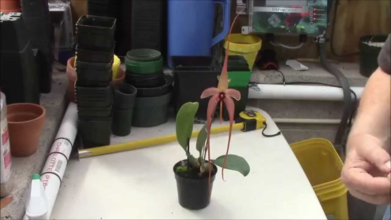 Bulbophyllum echinolabium 'Big Stinkaroo'
