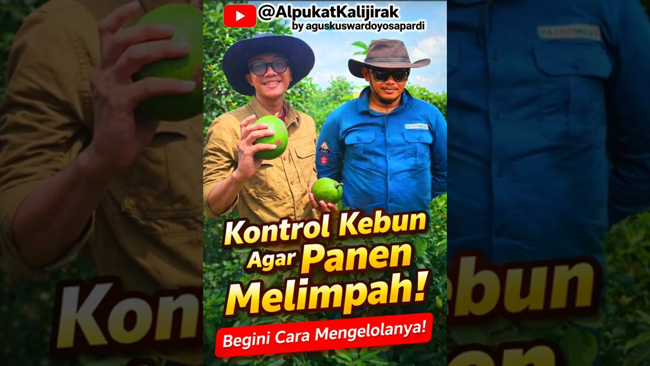 RAJIN KONTROL, PANEN ALPUKAT MELIMPAH #avocado #buah 