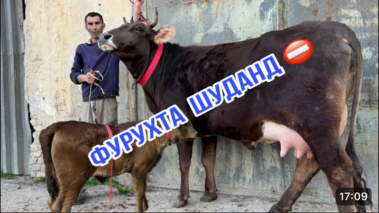 4-САР ШВЕДХОИ ХОДИСА ВА ЯК САР ГУСОЛАИ БЕОЧА 18 марта 2026 г.