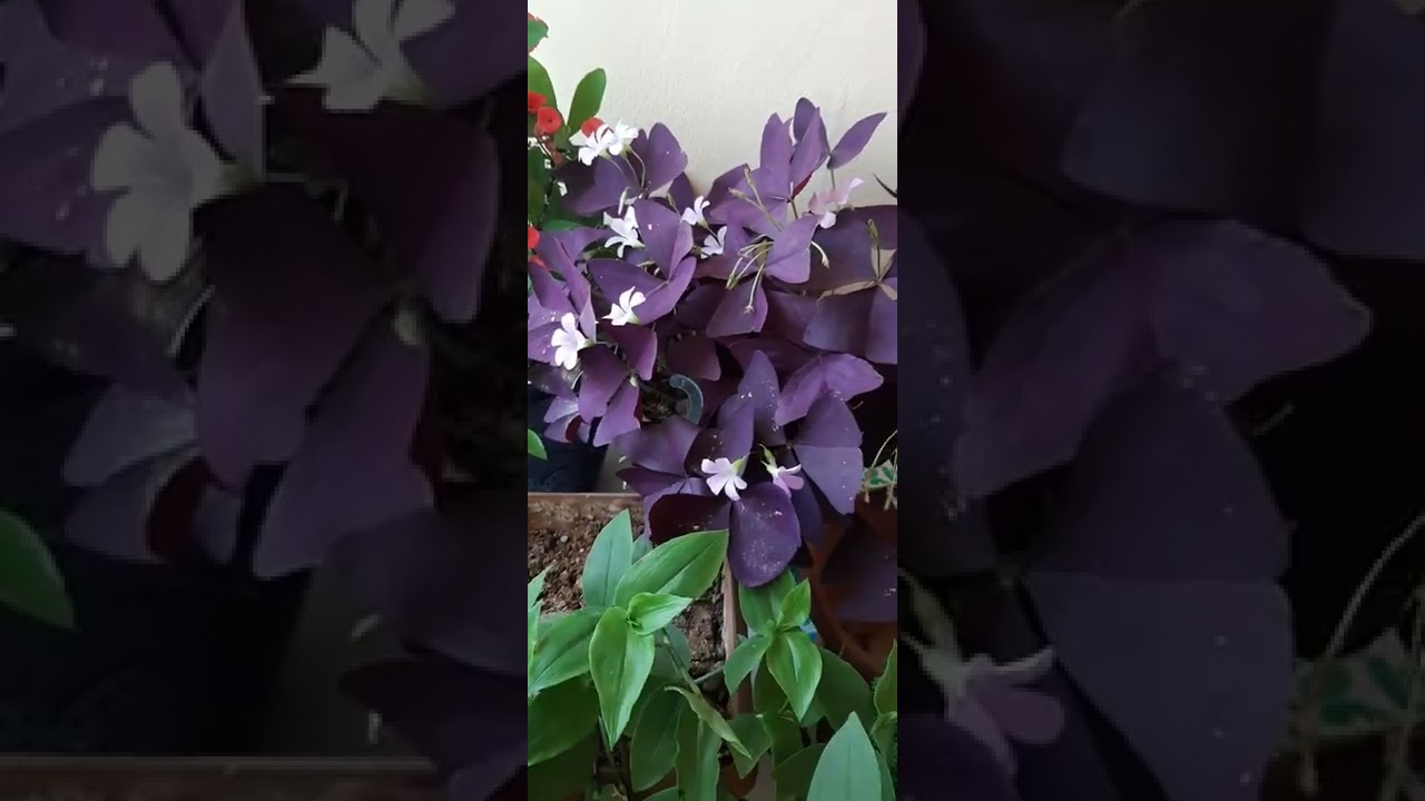 Yeşil telgraf çiçeği çoğaltım yeşil telgraf çiçeği bakımı nasıl olmalıdır