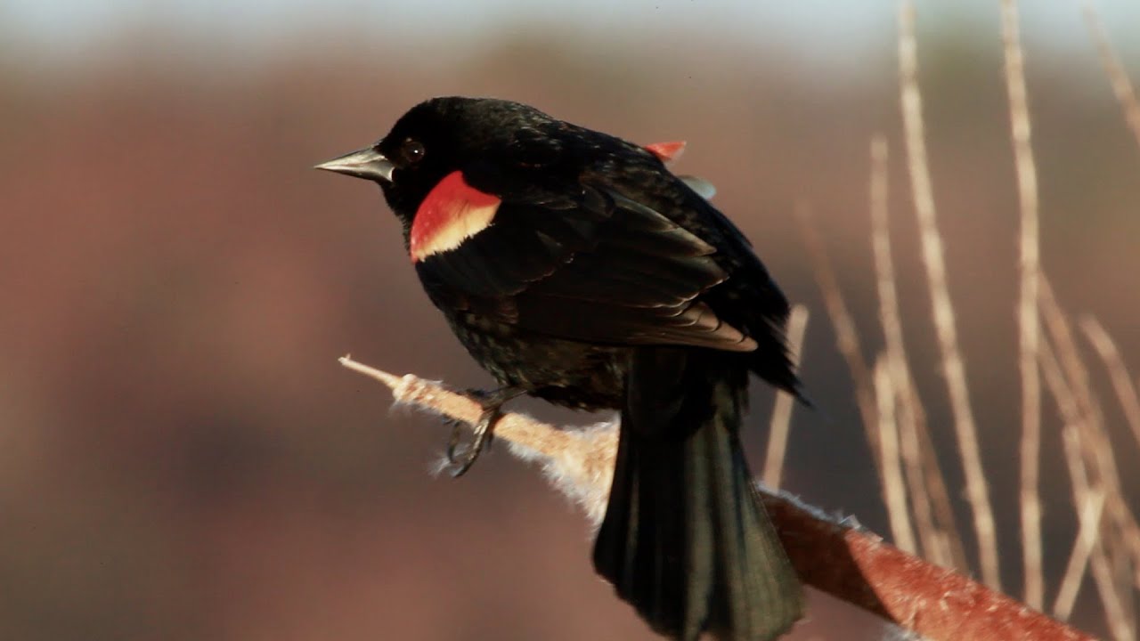 Red-winged Blackbird: Bird In The Spotlight