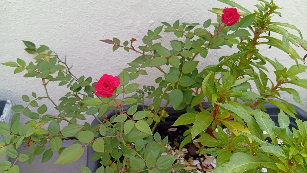 Mais uma Mini Rosa vermelha para o jardim 