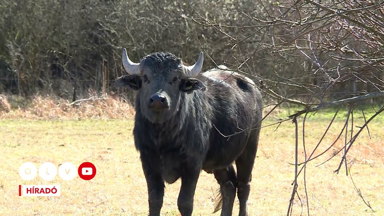 Már akkor is hatalmas kárt okoz a száj- és körömfájás, ha sikerül megakadályozni a terjedését