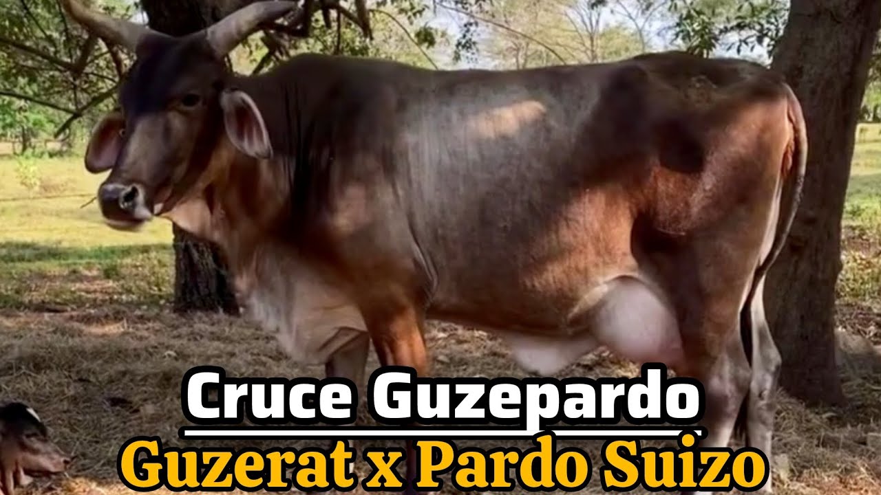 Cruce de ganado Guzepardo: Guzerat x Pardo Suizo | Guzepardo un cruce con rusticidad para tu hato