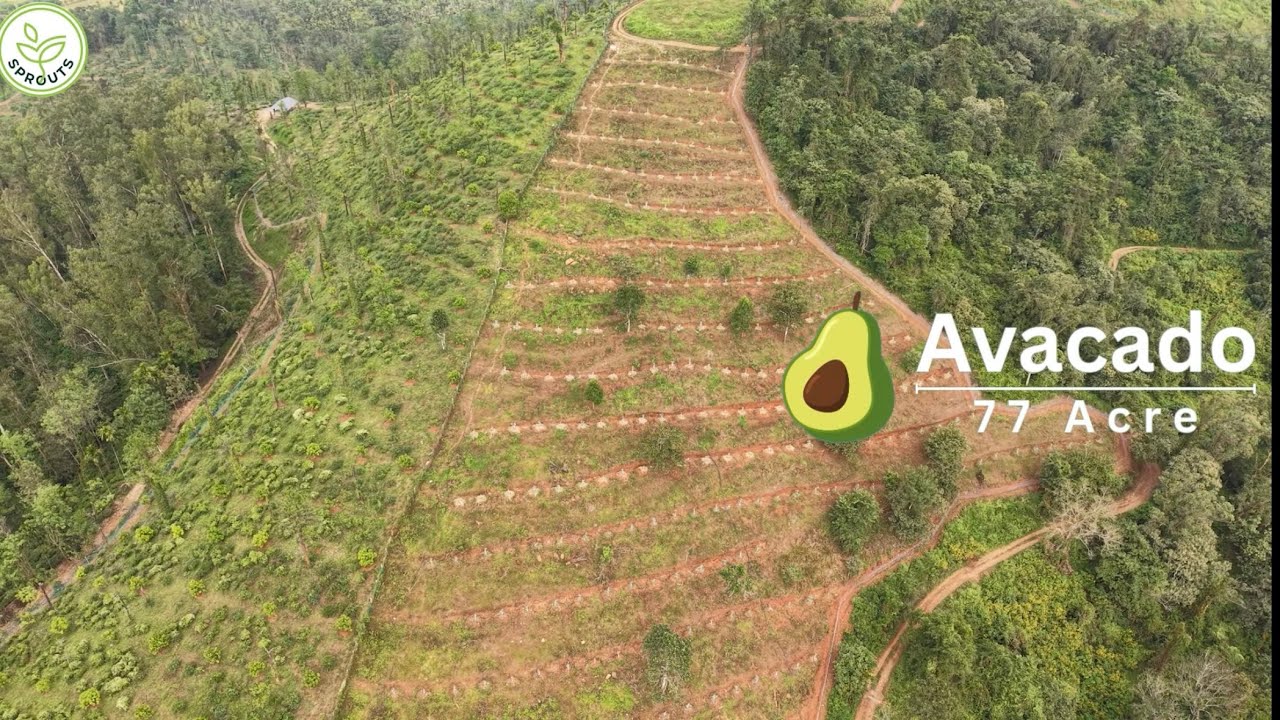 Drip Irrigation Demonstration | 77 Acre Avocado Plantation &ndash; Harrison Malayalam Ltd, Wayanad
