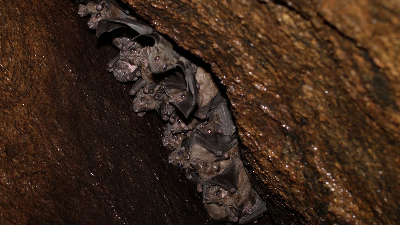 In Search of Salim Ali's Fruit Bat—Western Ghats On The Edge—Episode 07