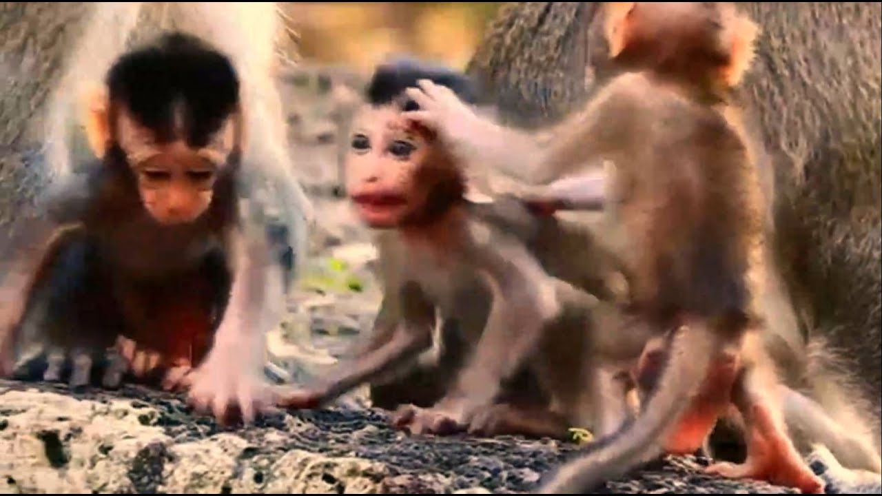 New Update! King papa Sankra sitting to protecting his adorable BB Mateo, Jude & Diago their moms.