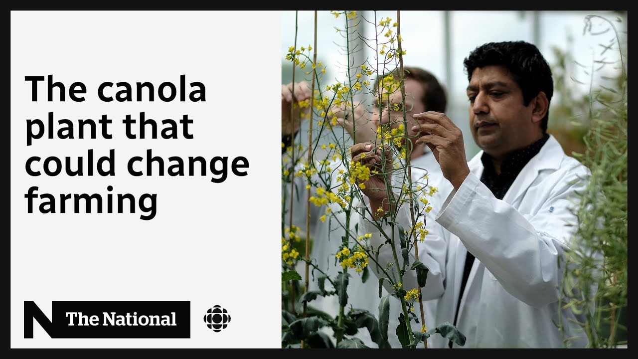 How scientists are trying to save Canada’s canola crops