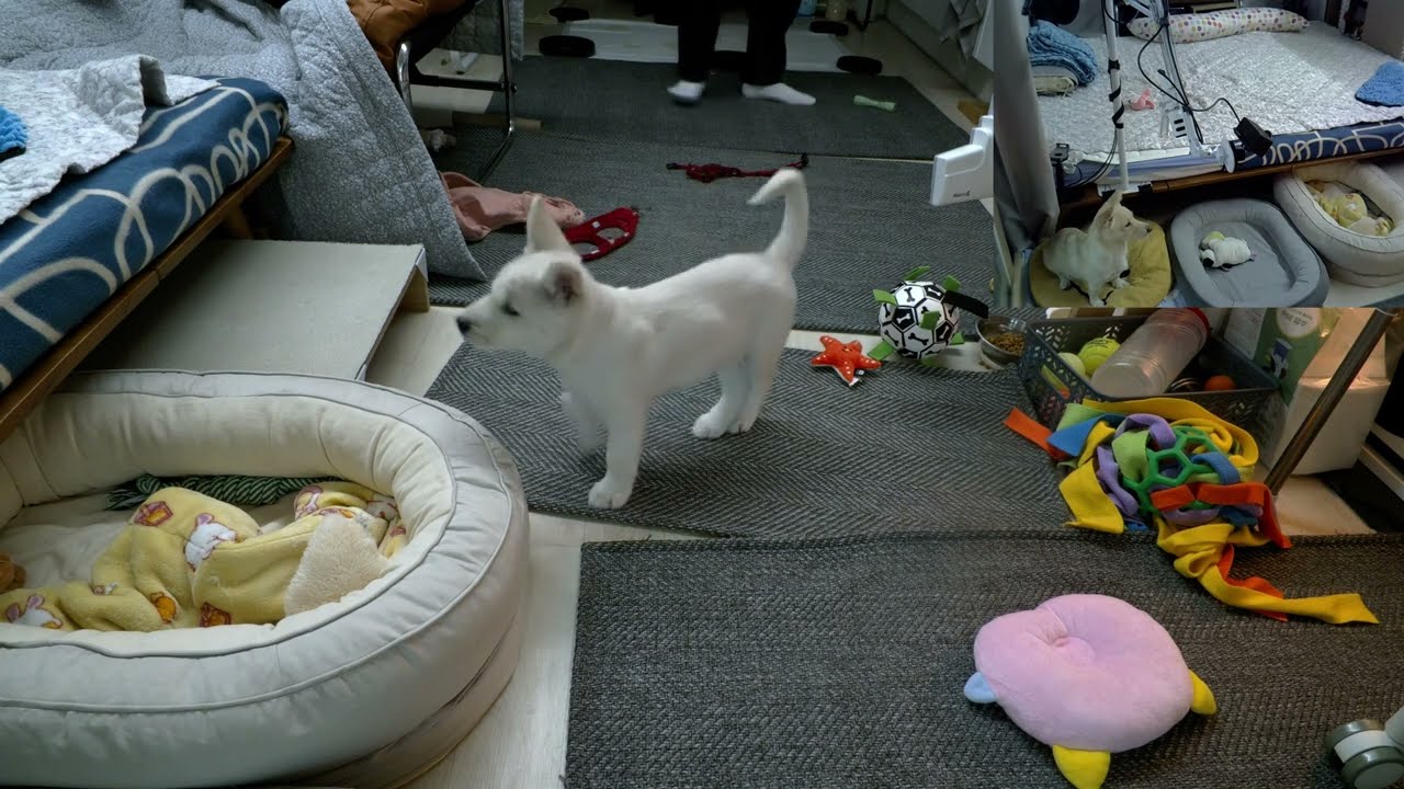 댕줍일기-26년 1월 30일 일상-심콩이의 수면유도 라이브