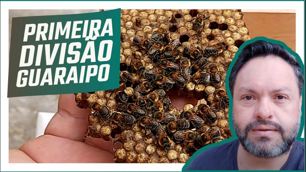 PRIMEIRA DIVISÃO de ABELHA GUARAIPO (PÉ DE PAU) que FAÇO na VIDA!
