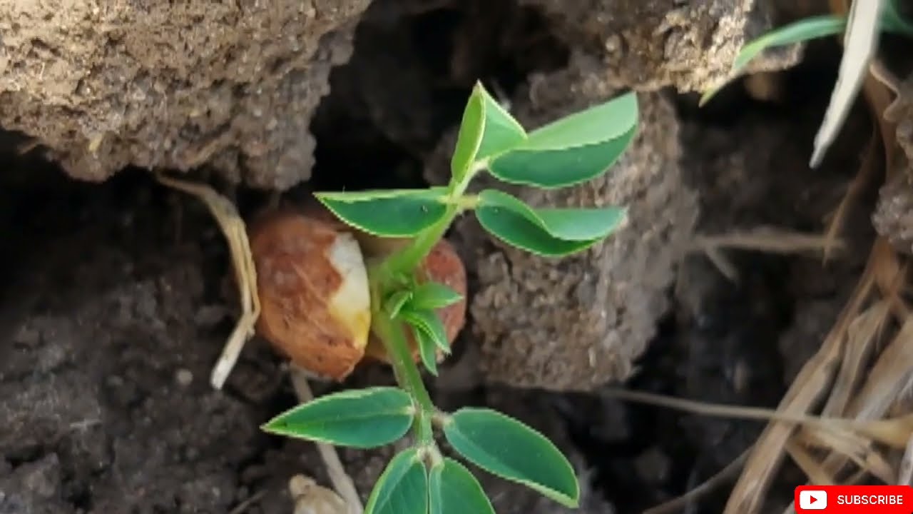 زراعة وإنتاج الفول السوداني