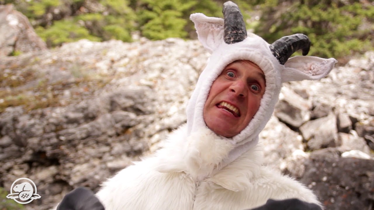 GOat Sheep GOat